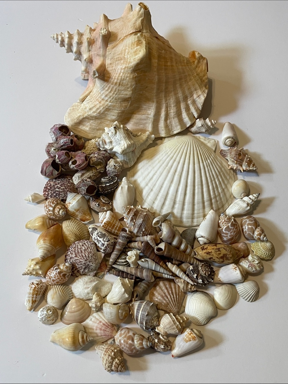 Natural Seashell Wall Decor Mix - Neutral Beige & White